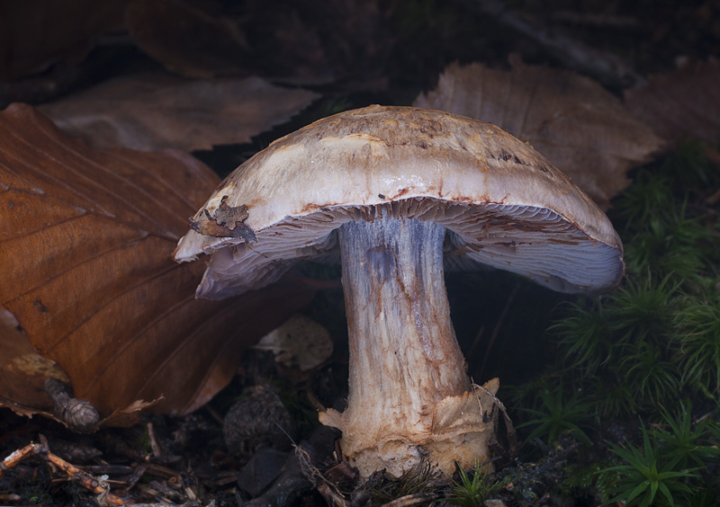 Cortinarius dionysae